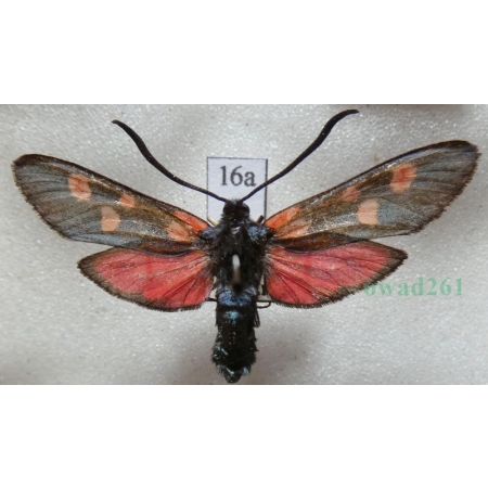 Zygaena lonicerae (Scheven, 1777) Czech16a